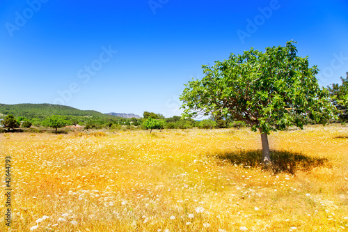 Ibiza agriculture with fig tree and wheat