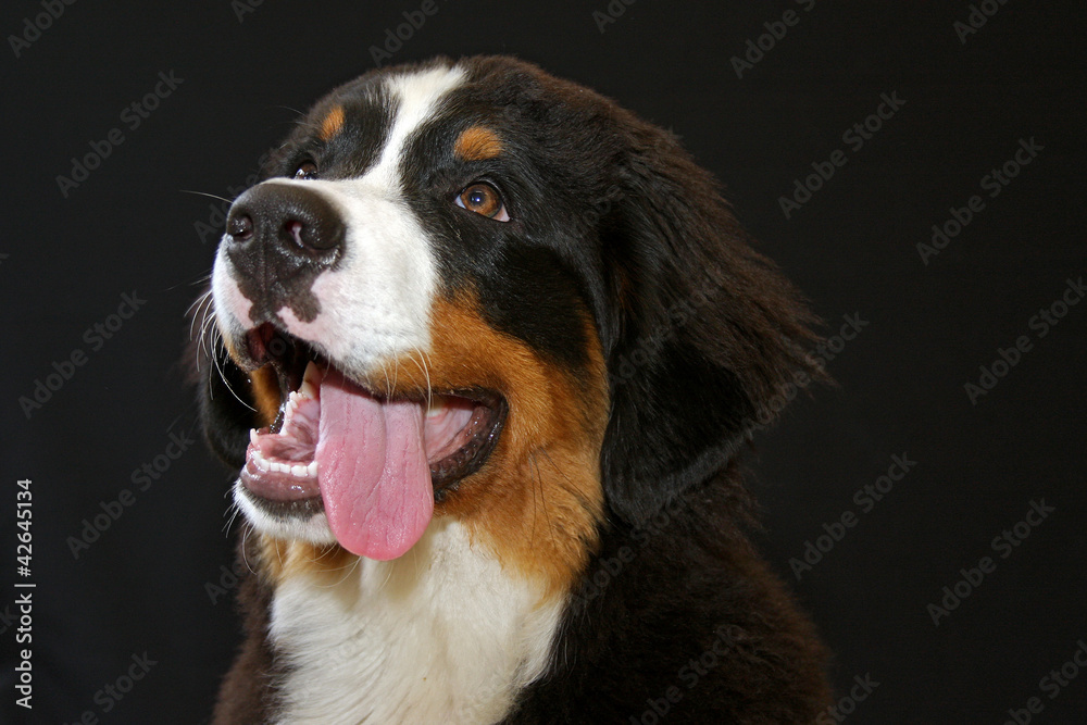 bernese mountain dog on a black background