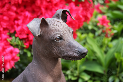 Foto close up of a peruvian hairless dog