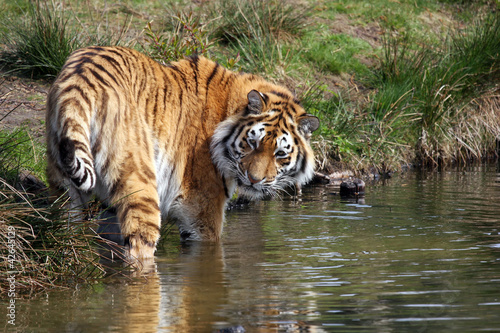 Фотография tiger in the water looking back