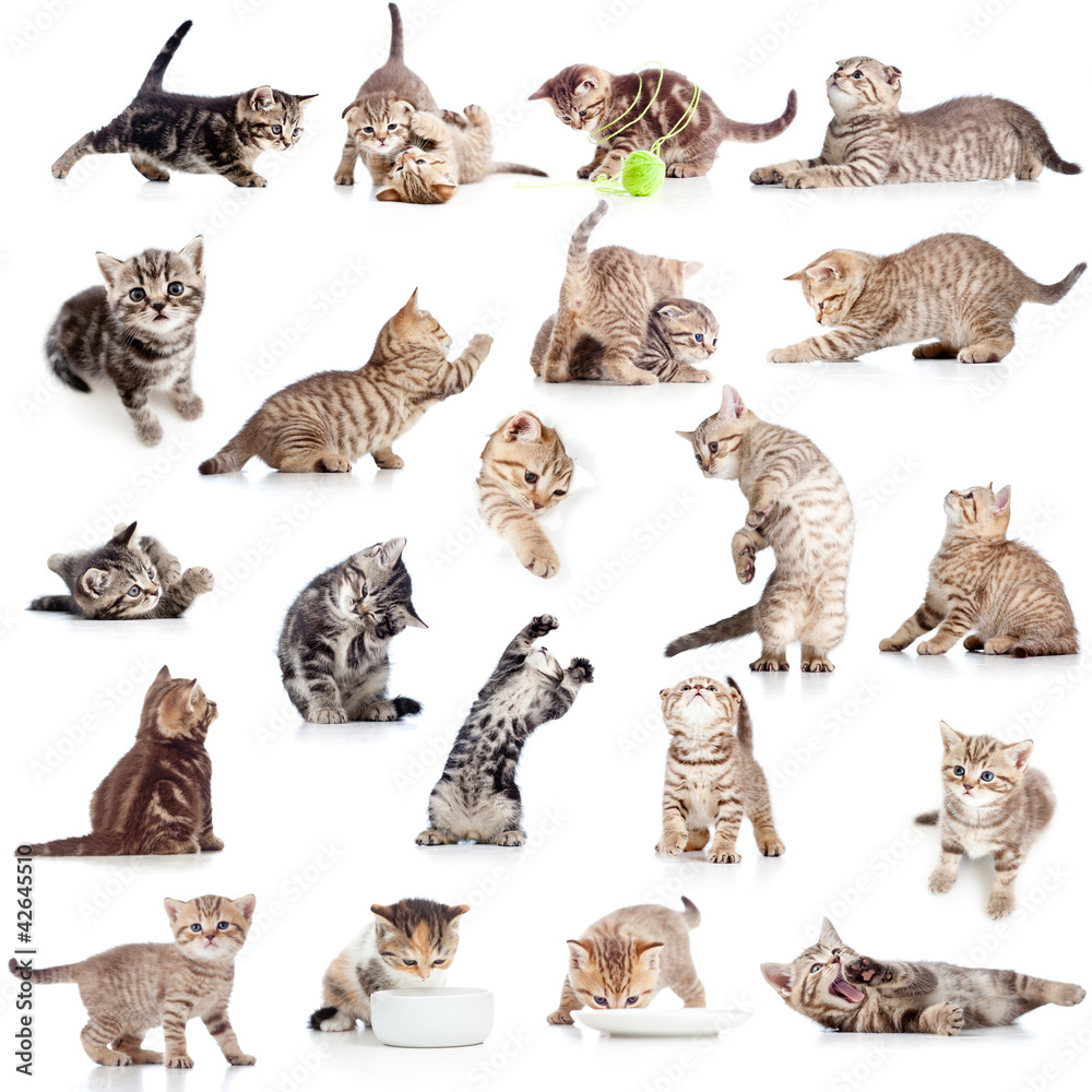 Obraz premium collection of funny playful cat kitten isolated on white backgro