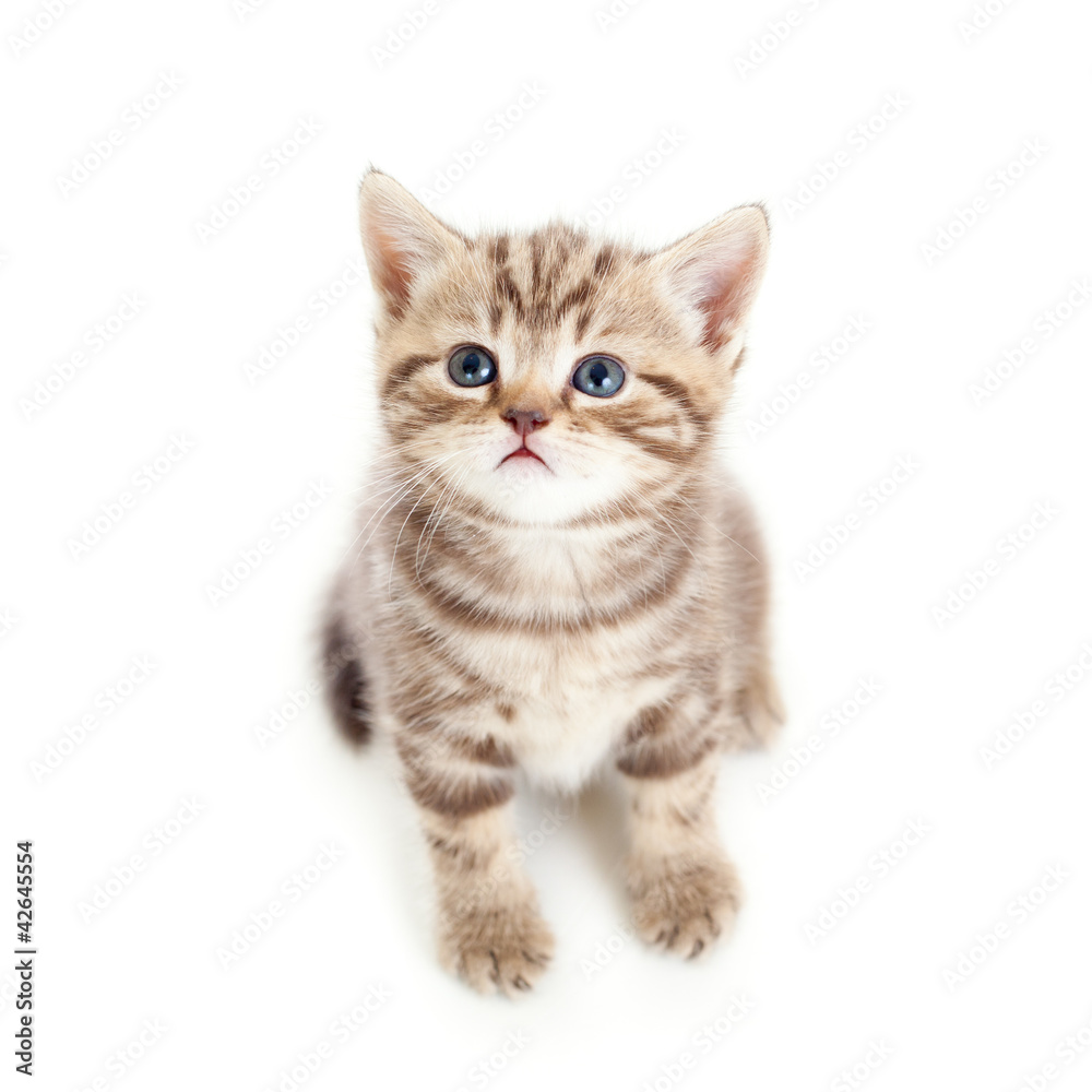 top view of baby cat isolated on white background top view of baby cat isolated on white background