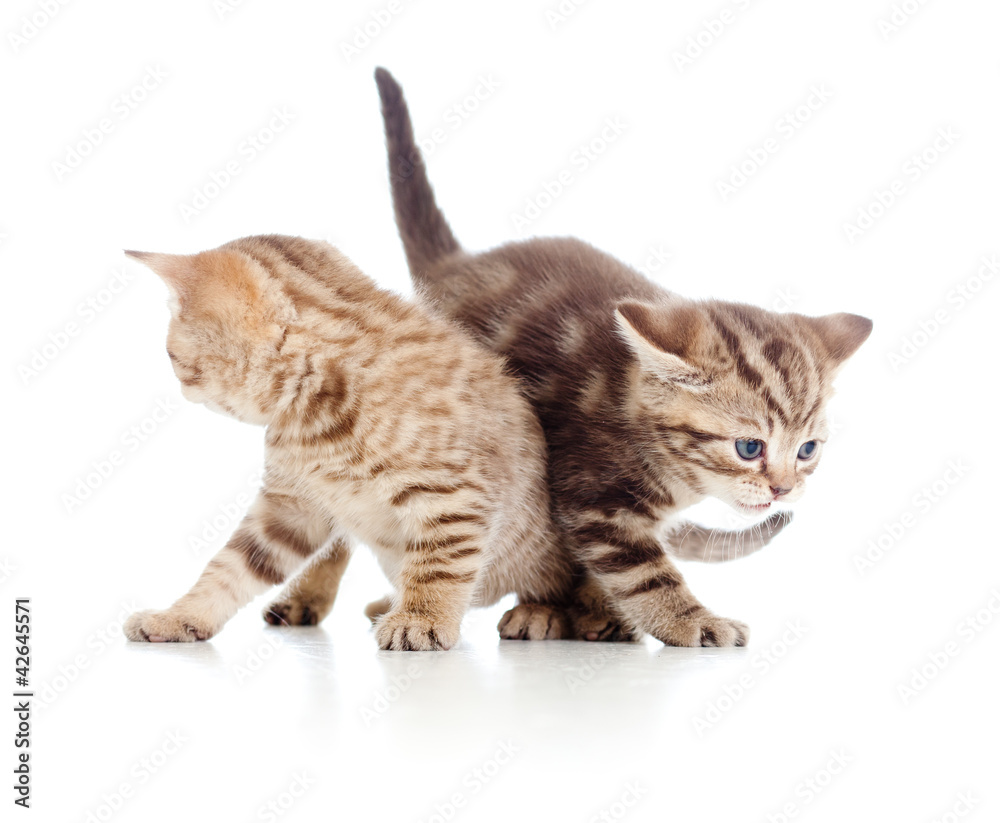Fototapeta premium two young cat kittens play together