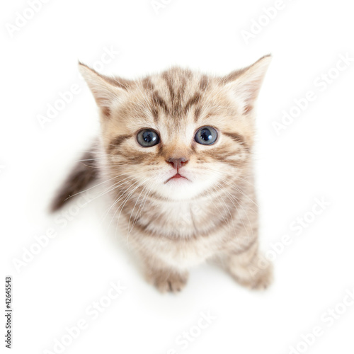 top view of baby cat kitten isolated on white background