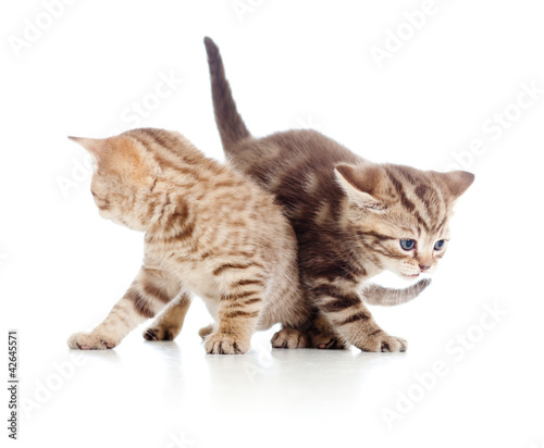 two young cat kittens play together
