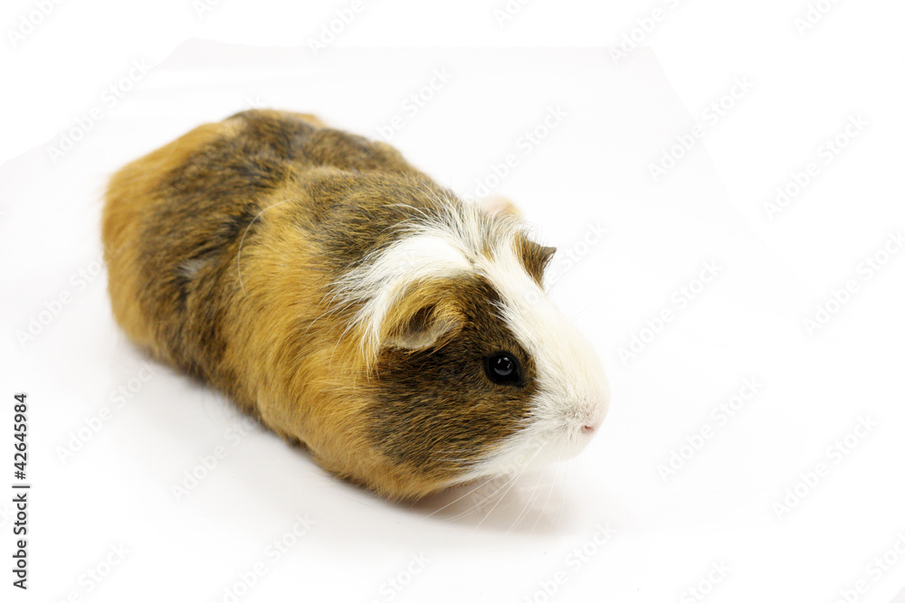 Fototapeta premium cochon d'inde
