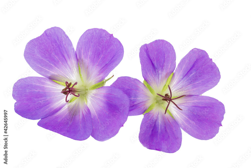Storchschnabel (Geranium) auf weißem Hintergrund Storchschnabel (Geranium) auf weißem Hintergrund