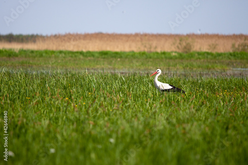 Stork standing in a high grass