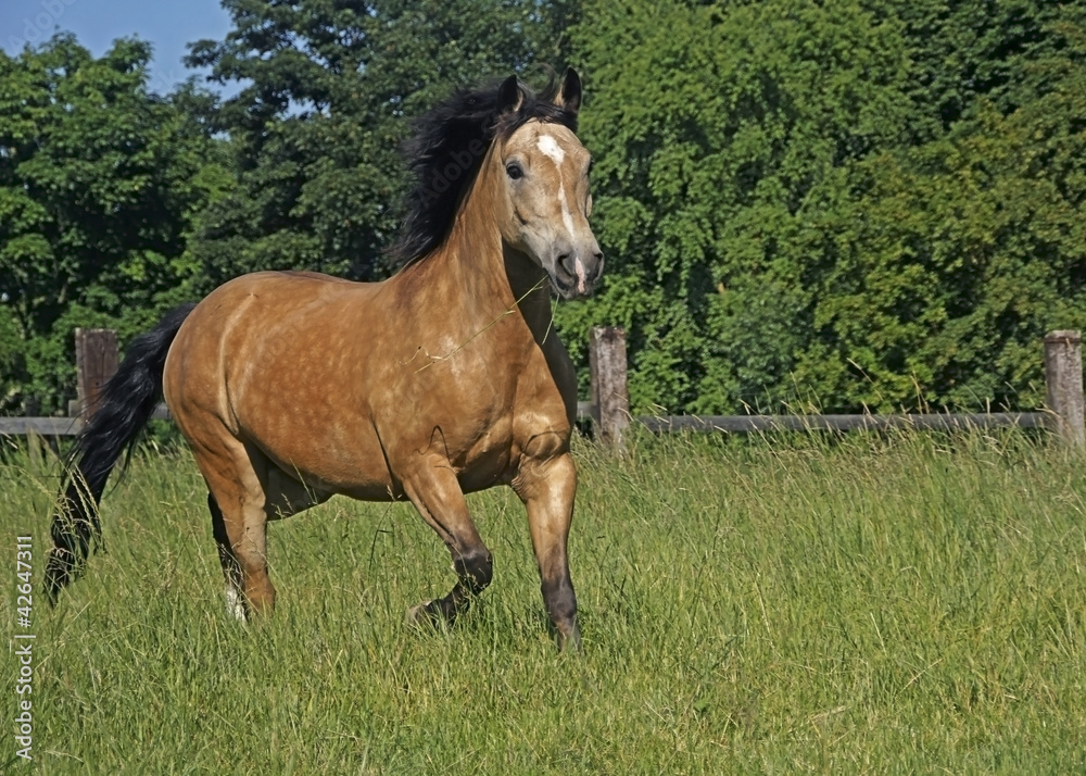 Fototapeta premium Donikkl