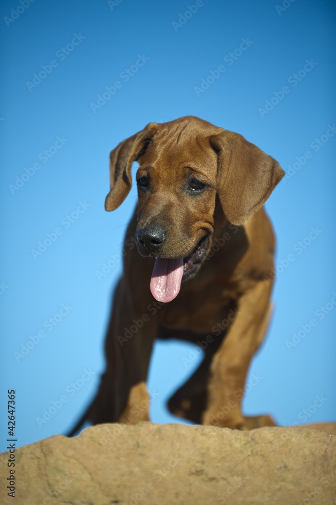 Cute rhodesian ridgeback puppy