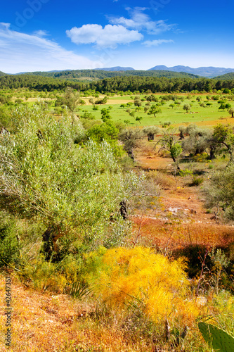 Ibiza island landscape with agriculture fields