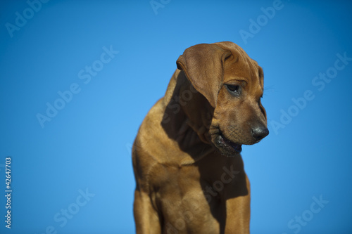 Cute rhodesian ridgeback puppy