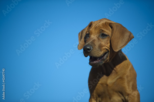 Cute rhodesian ridgeback puppy
