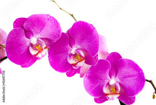 Fototapeta Naklejka Na Ścianę i Meble -  орхидеи