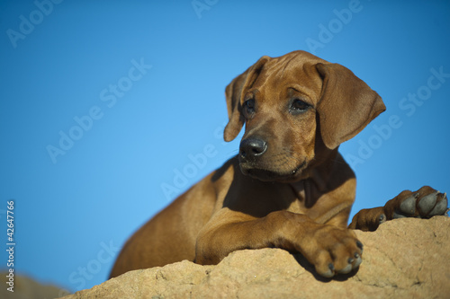 Cute rhodesian ridgeback puppy