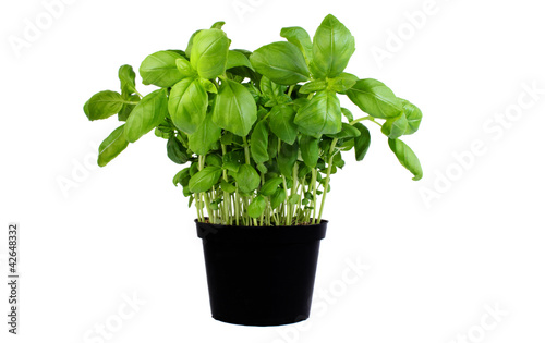 Basil growing in a pot
