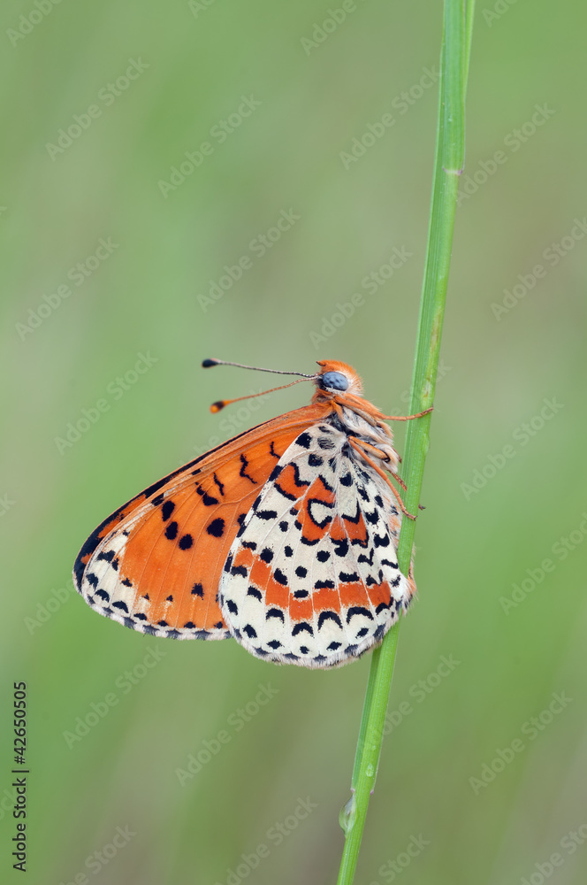 Obraz premium Melitaea didyma