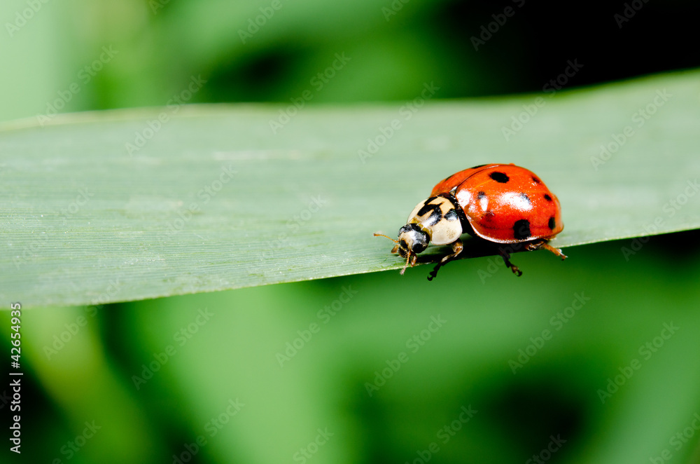 harlequin ladybird on broad grass blade harlequin ladybird on broad grass blade