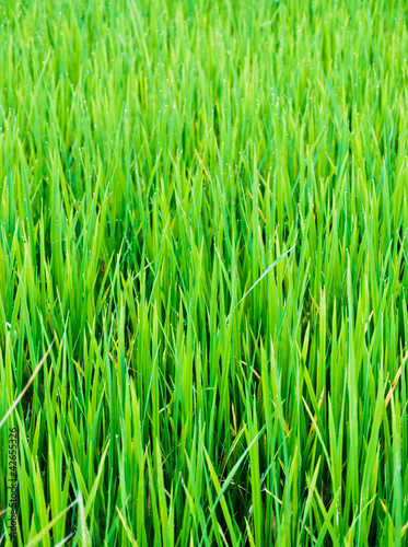 Green leaf of farm