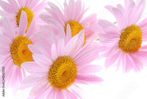 pink daisy gerber flowers