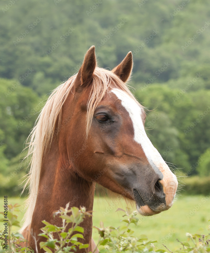 Obraz premium Horse