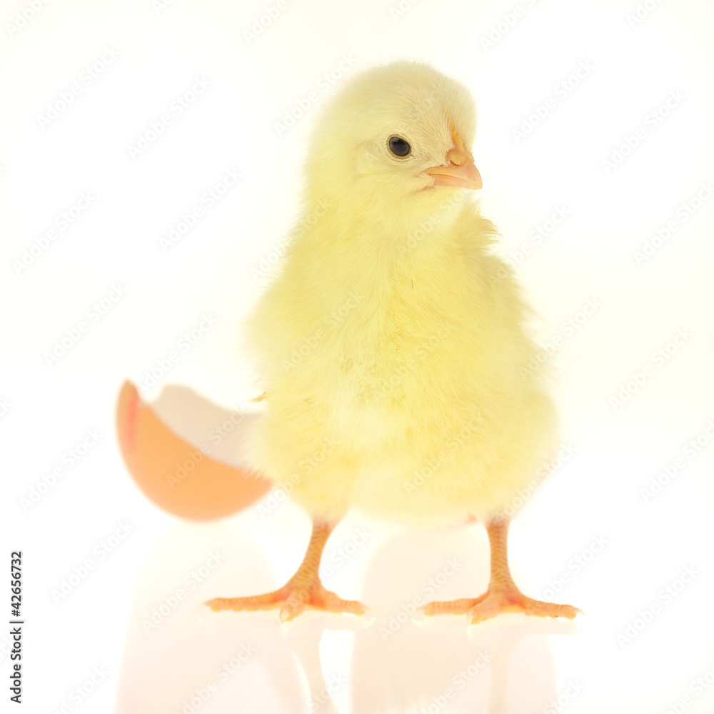 Küken mit Eierschale Küken mit Eierschale