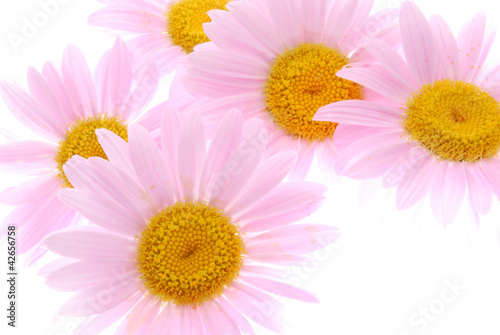 daisy gerber flowers