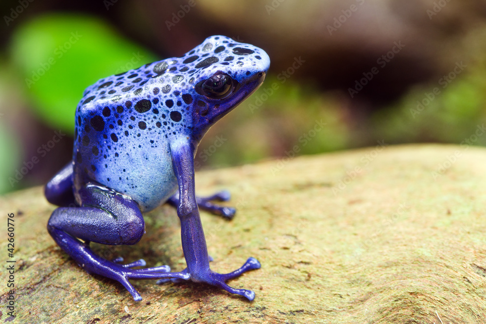 Obraz premium Niebieska żaba z trucizną, Dendrobates azureus