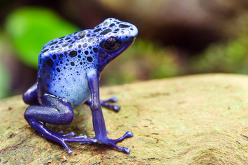 Wandcirkels Kikker Blauwe pijlgifkikker Dendrobates azureus  © Robert Hainer