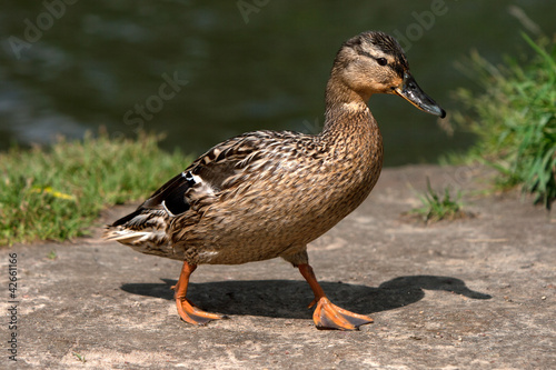 Wild duck