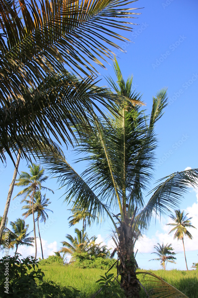 Fototapeta premium Guyane - Les Salines