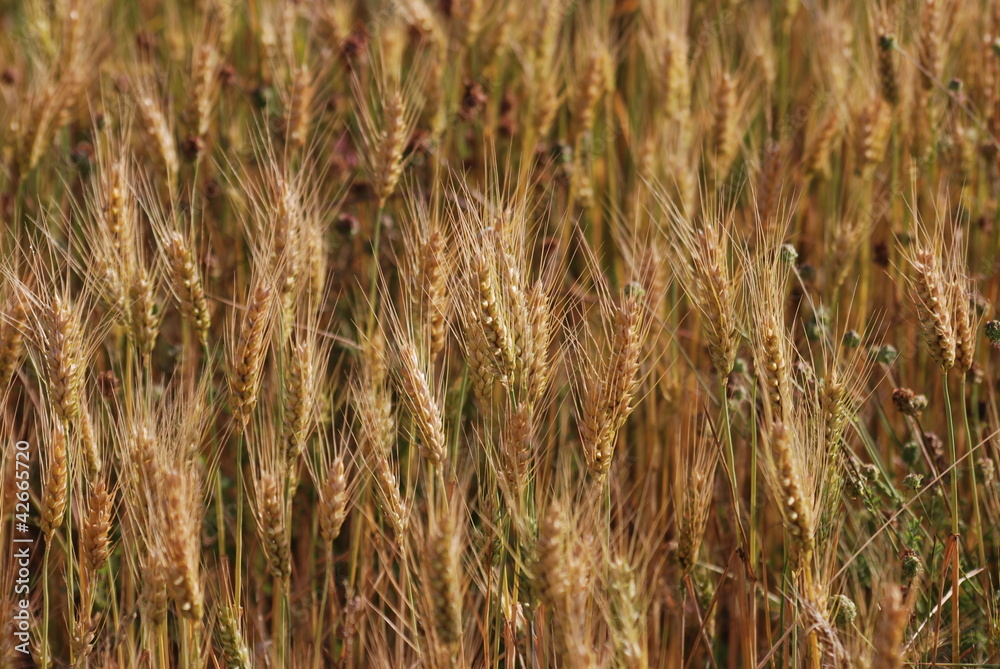 Fototapeta premium céréale