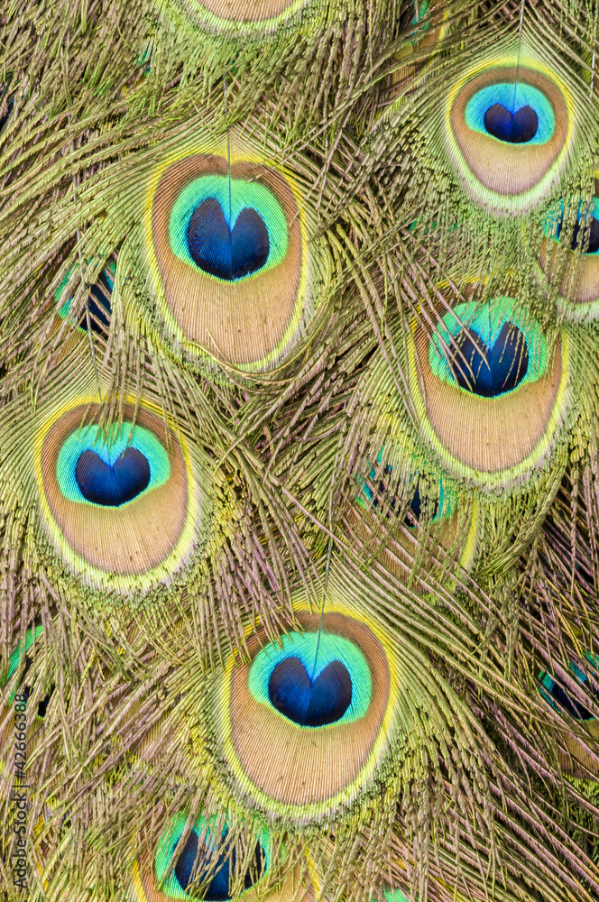 Fototapeta premium male peacock