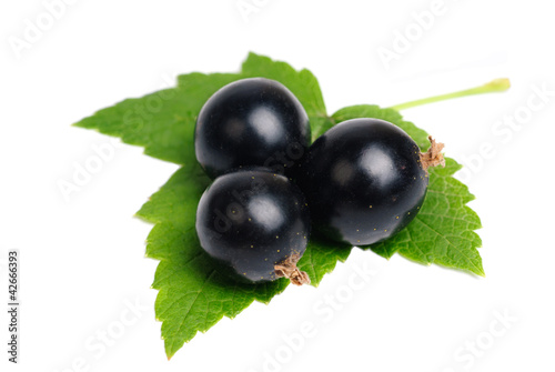 Black currant with leaves isolated on white