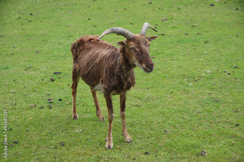 castlemilk moorit sheep photo