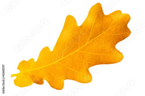 Yellow autumn leaf oak isolated on white background
