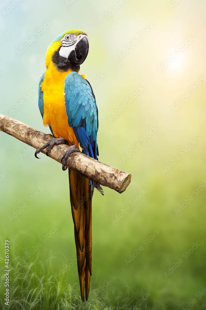 Obraz premium Macaw parrot