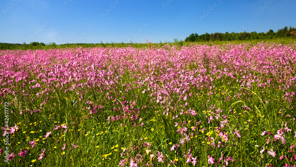 field. spring