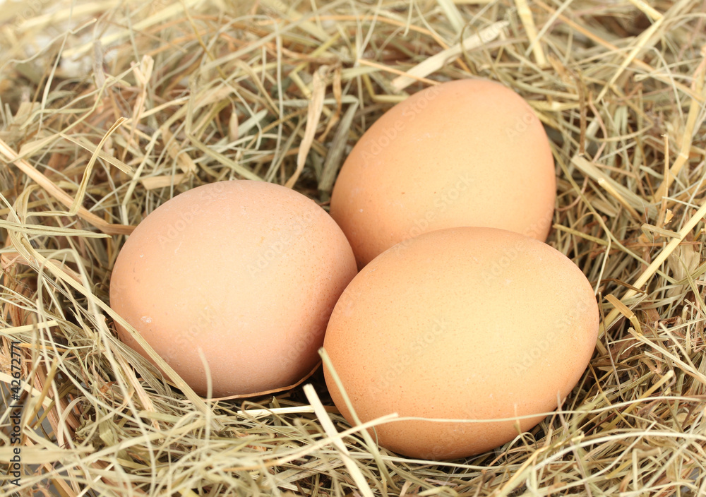 brown eggs in a nest of hay close-up brown eggs in a nest of hay close-up