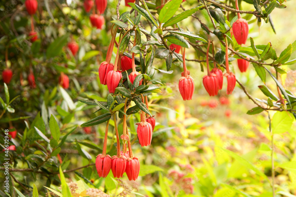 Obraz premium Crinodendron hookerianum or Chilean lantern tree