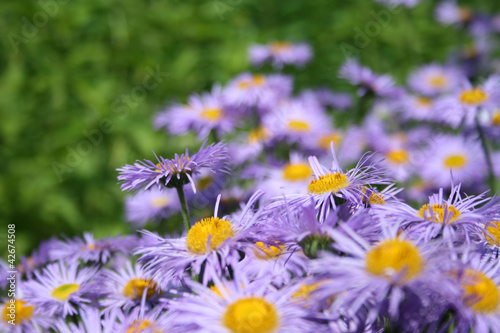 Erigeron hybridus - Azure Fairy fleabane