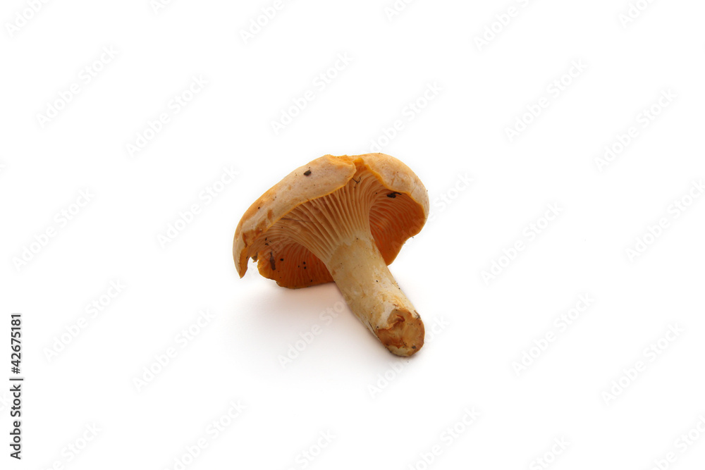 Fototapeta premium chanterelle