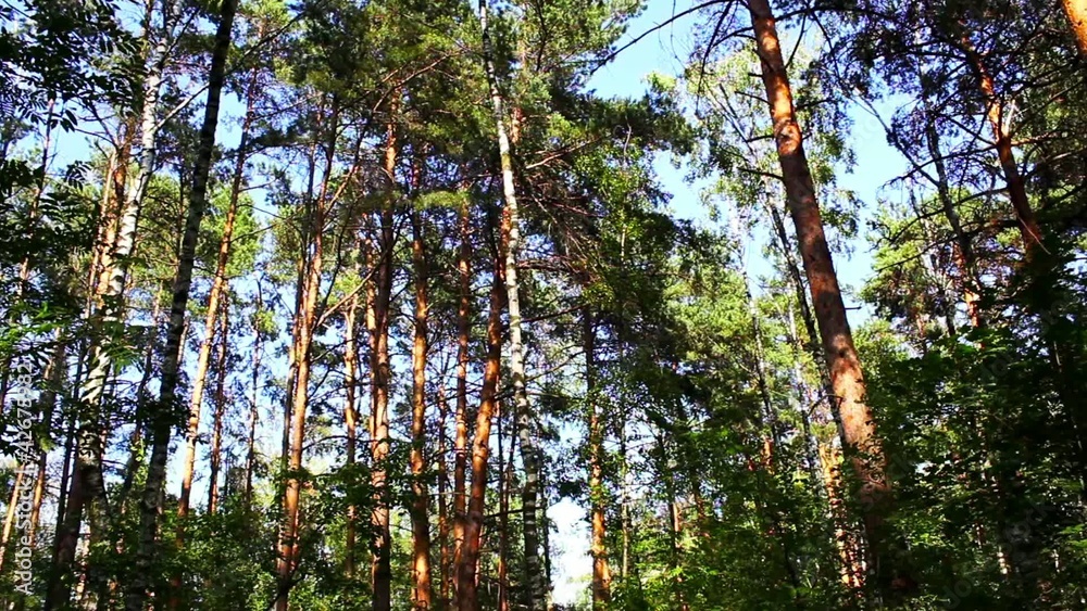 Summer day in the wood Summer day in the wood