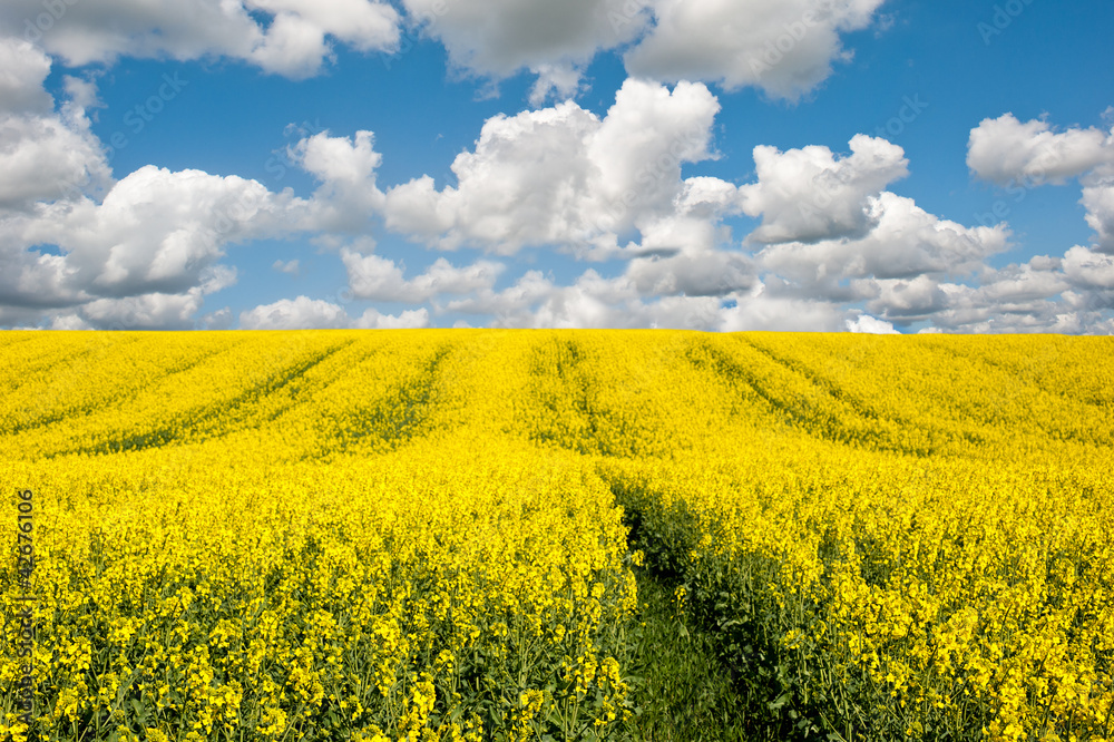 Obraz premium rapeseed in bloom
