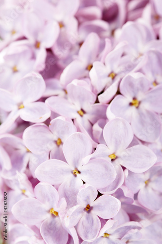 background of beautiful lilac flowers