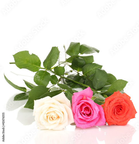 Beautiful roses isolated on white