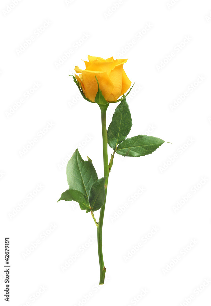 Naklejka premium beautiful yellow rose isolated on white