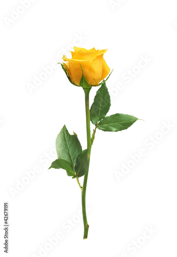 beautiful yellow rose isolated on white