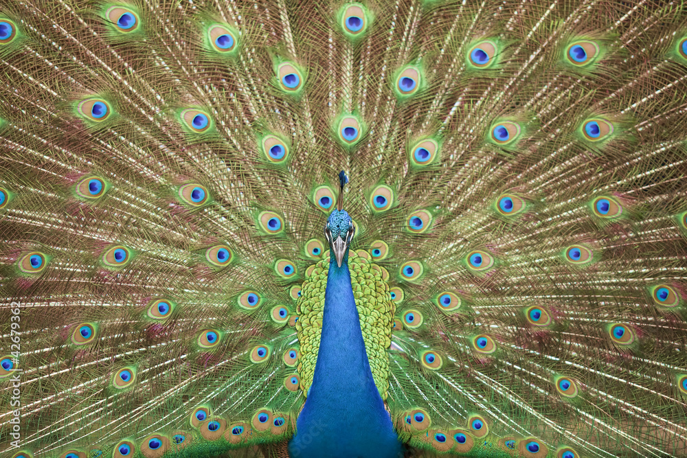 Obraz premium Portrait and close up of peacock