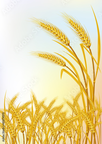 kornfield vector template